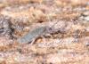 Entomobrya marginata